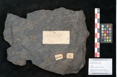Foto (Objekt + Etikett) von Neuropteris alpinia Sternbg. (NHMW-GEO-2024-0188-10660)